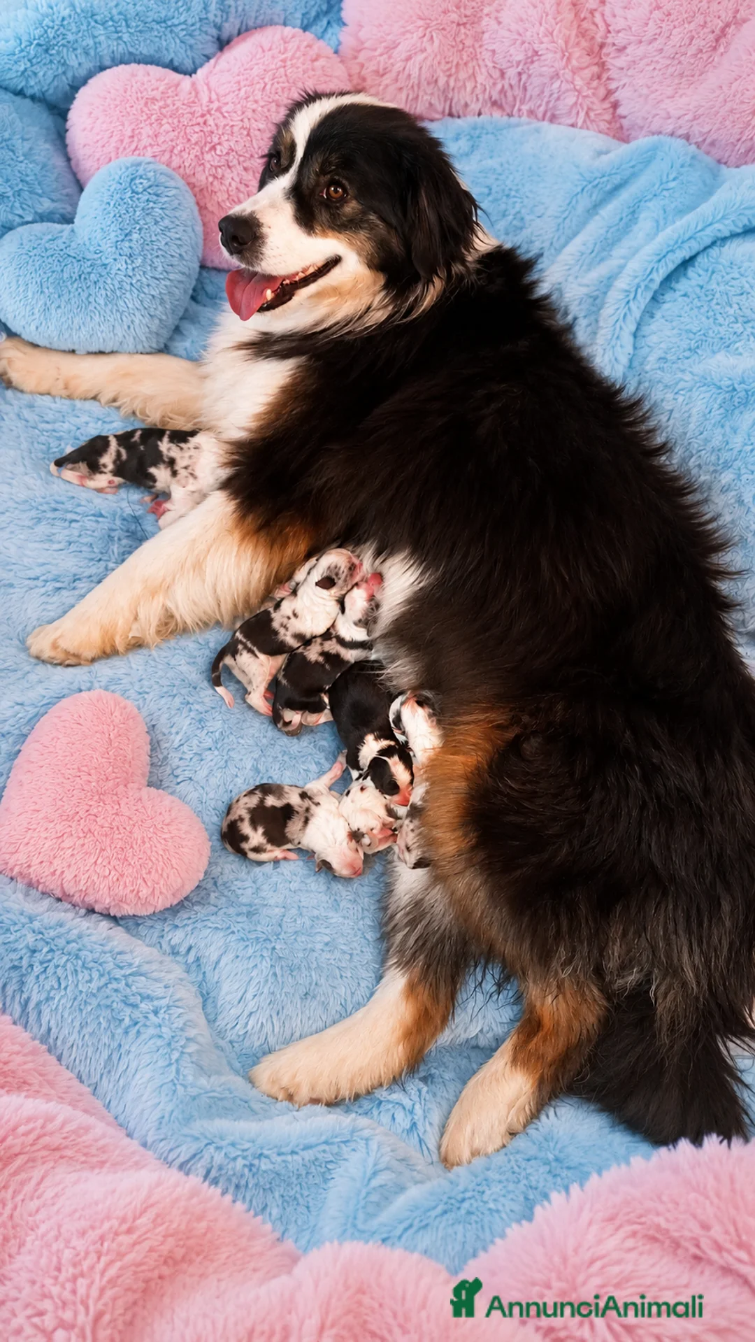Border Collie cani in vendita: Cuccioli border collie pedigree enci - Annuncio 1