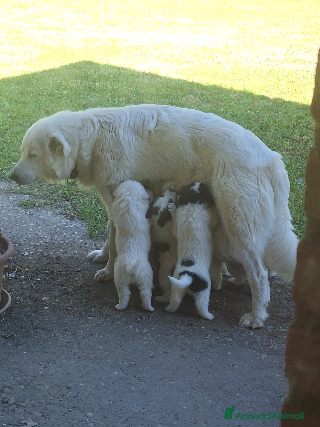 Pastore Abbruzzese Maremmano cani in vendita: Cuccioli di pastore maremmano - Annuncio 2