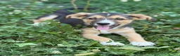 Meticcio cani in regalo: SCOTCH, piccoletto tutto coccole! TG MEDIO PICCOLA - Annuncio 1
