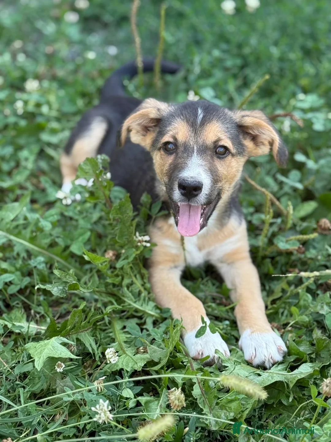Meticcio cani in regalo: SCOTCH, piccoletto tutto coccole! TG MEDIO PICCOLA - Annuncio 1