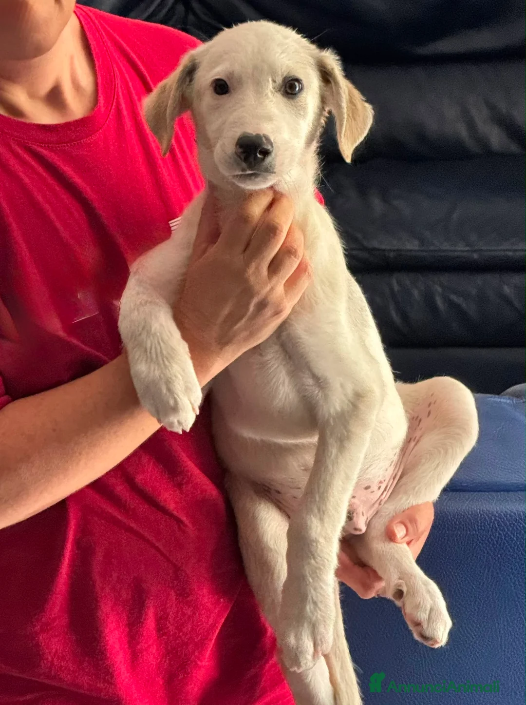 Meticcio cani in regalo: Albin a Provincia di Ferrara - Annuncio 1