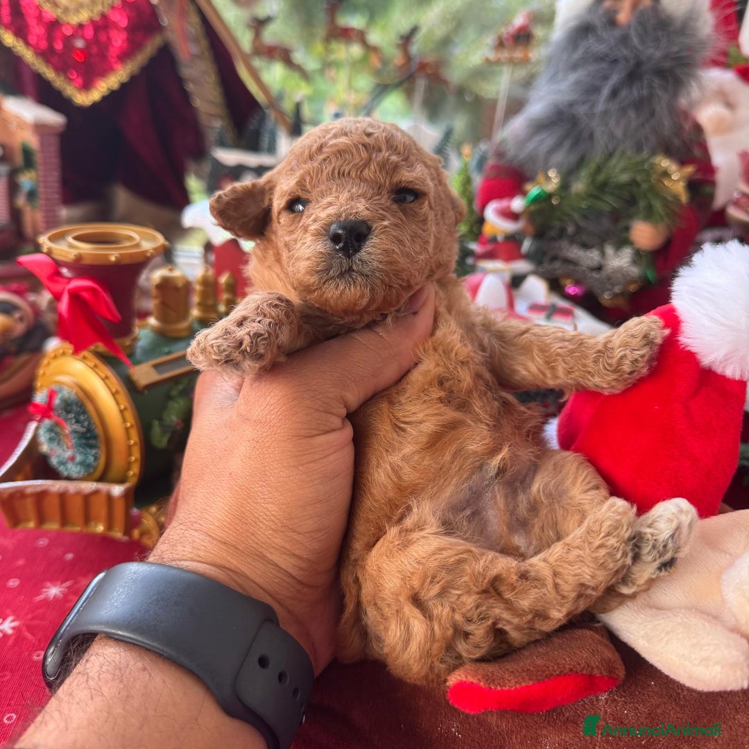 Barboncino Toy cani in vendita: 2 maschietti barboncino toy - Annuncio 1