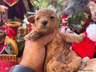 Barboncino Toy cani 2 maschietti barboncino toy - Annuncio 1