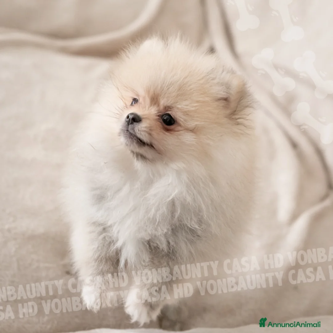 Volpino Pomerania cani in vendita: Cuccioli Spitz Nano di Pomerania - Annuncio 4
