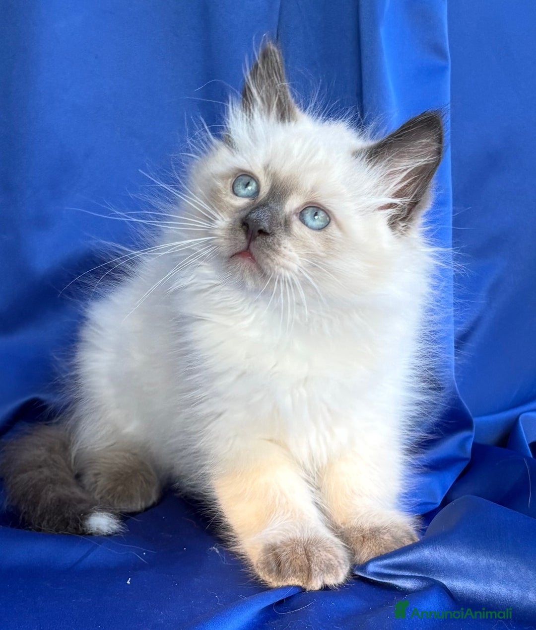 Siberiano gatti in vendita: Cuccioli di gatto Siberiano Neva Masquerade - Immagine 2