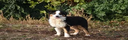 Australian Shepherd cani in vendita: cucciolotti pastore australiano - australian  - Annuncio 16