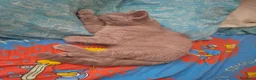 British gatti in vendita: Cucciolo British Shorthair  - Annuncio 4