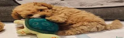 Maltipoo cani in vendita: Bellissimi Toy Maltipoo a Città metropolitana di Roma Capitale - Annuncio 4