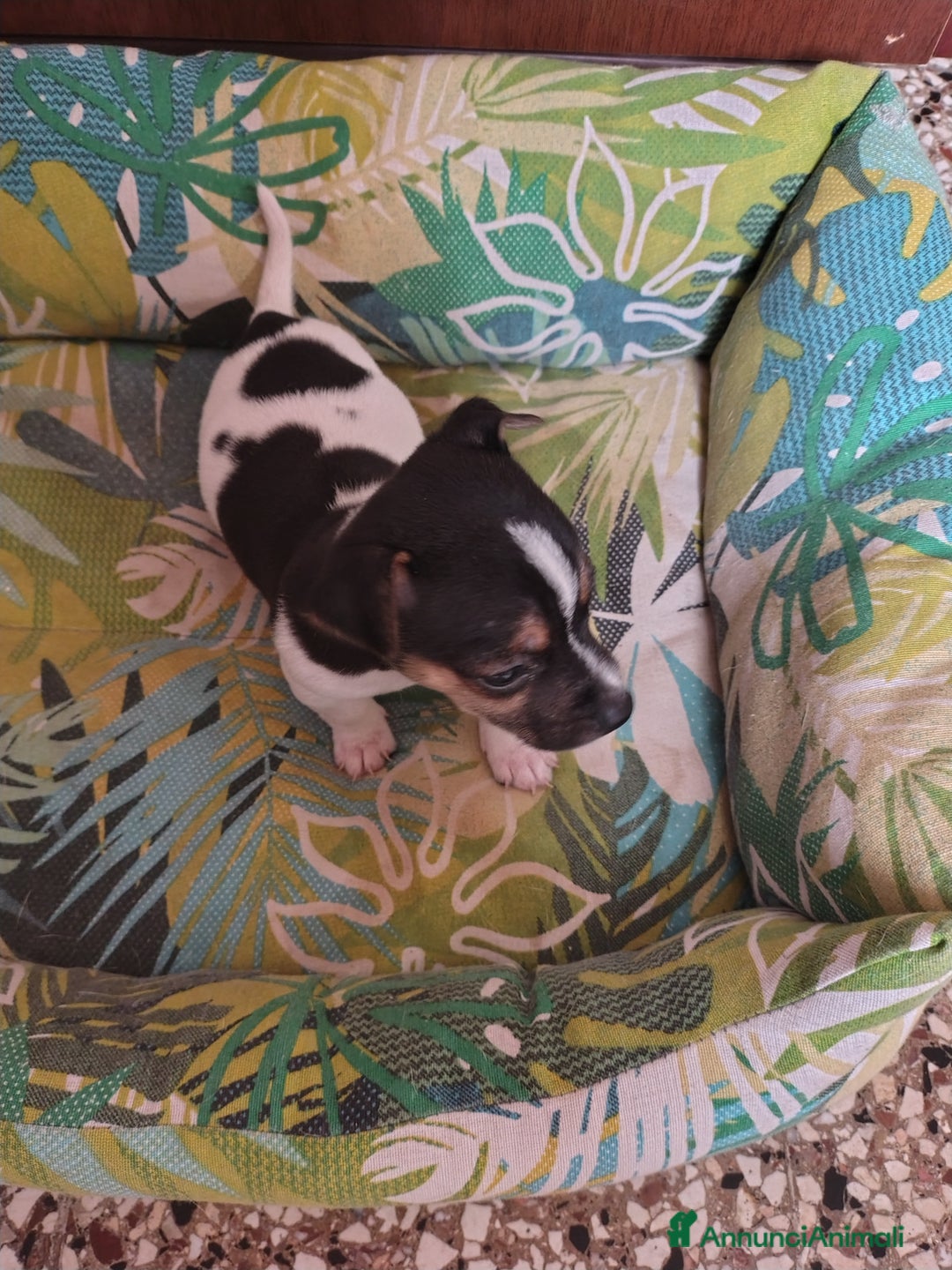 Jack Russell cani in vendita: Cuccioli jack russel  - Annuncio 5