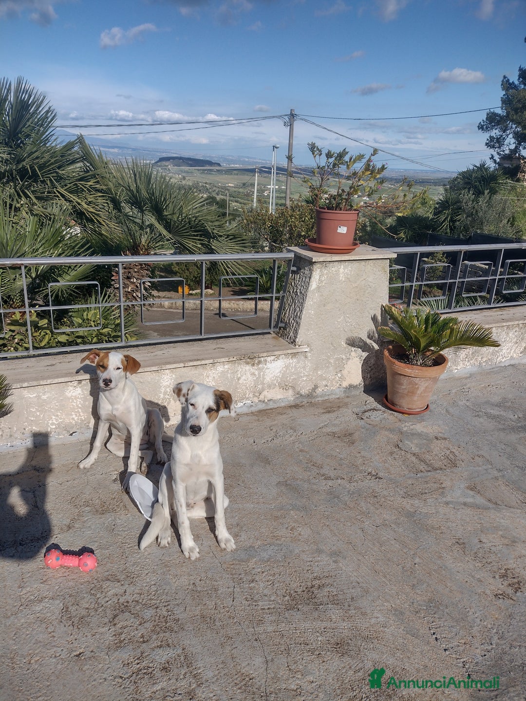 Meticcio cani in regalo: Ciao a tutti da Robin (Catania) - Annuncio 5