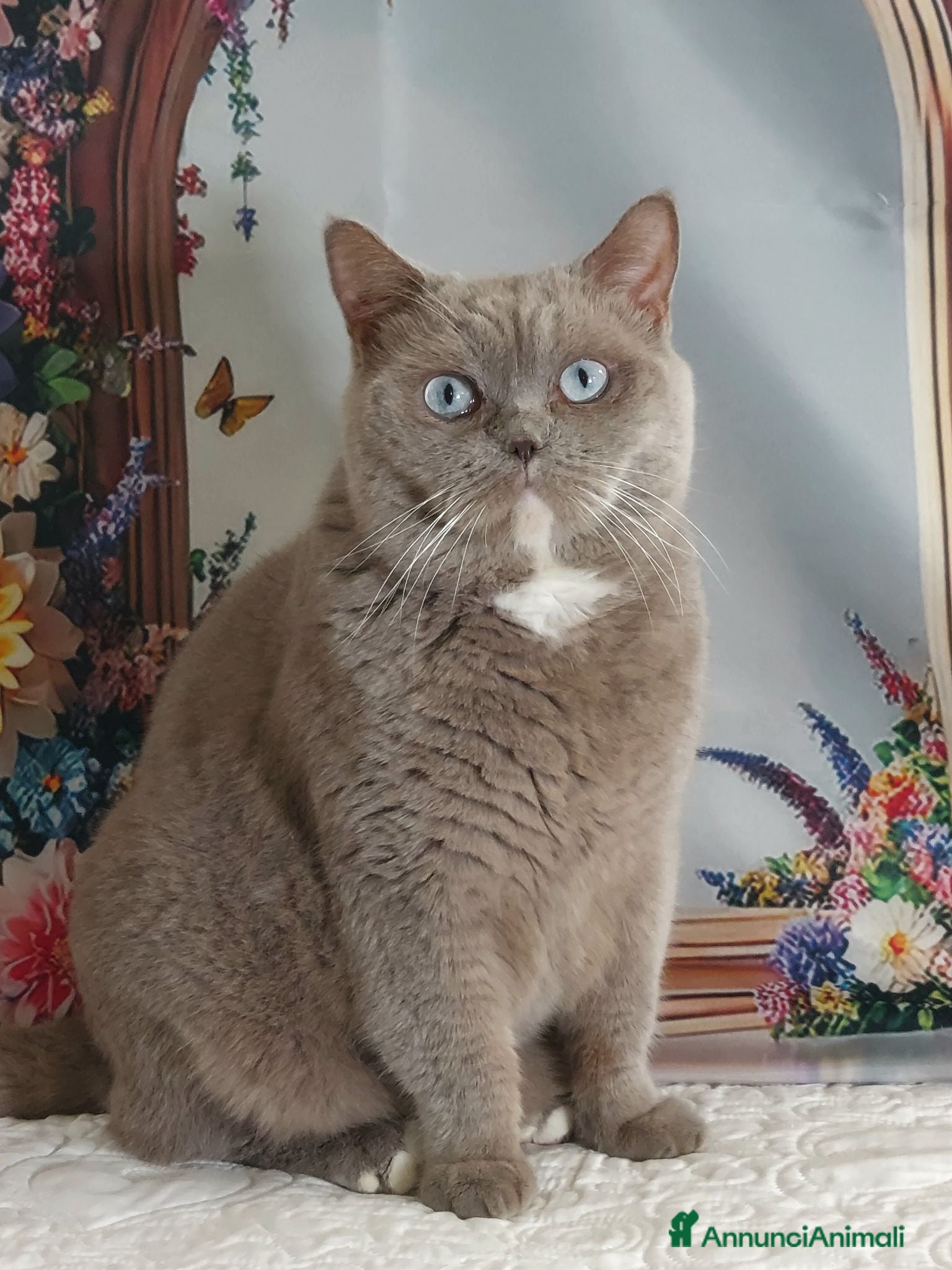 British gatti British Shorthair Gerry  - Annuncio 8