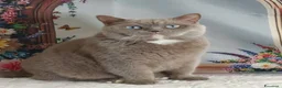 British gatti in vendita: British Shorthair Gerry  - Annuncio 1