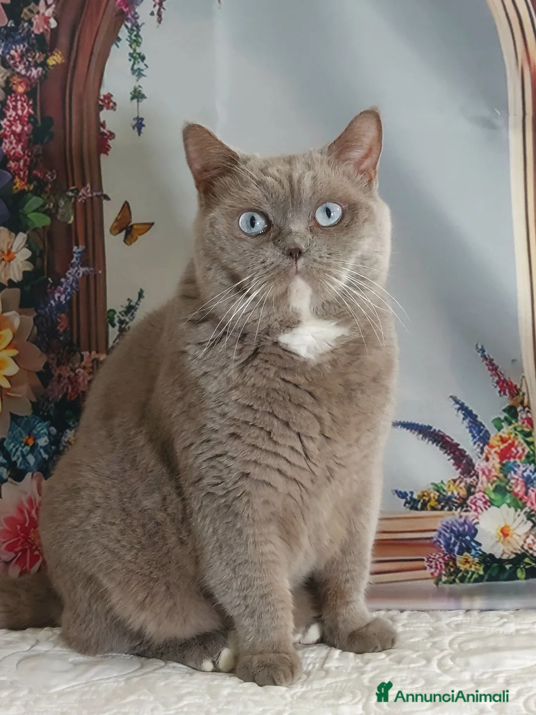 British gatti in vendita: British Shorthair Gerry  - Annuncio 1