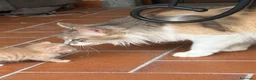 Meticcio gatti in regalo: Gattine femmine  - Annuncio 3