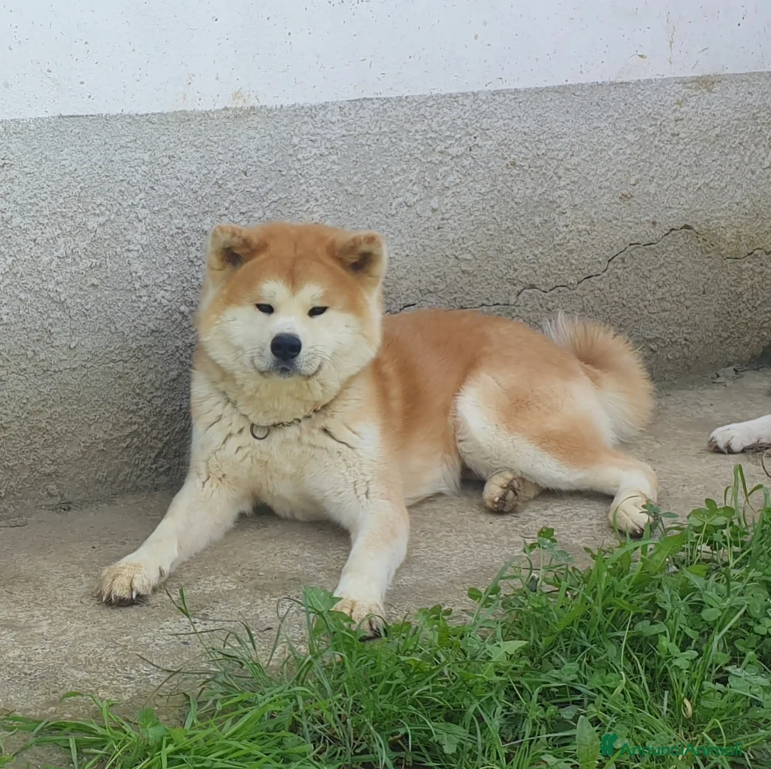 Akita Inu cani in vendita: Cuccioli Akita Inu  - Annuncio 10