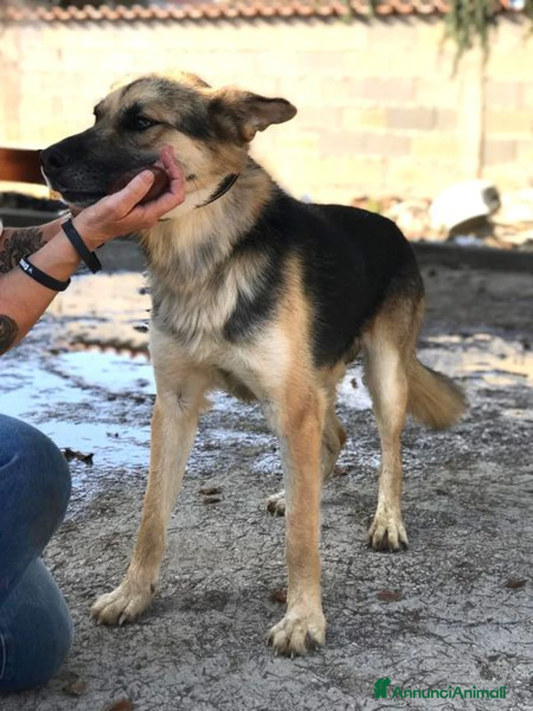 Pastore Tedesco cani in regalo: Strepitoso mix Pastore tedesco husky Whisky a Provincia di Latina - Annuncio 6