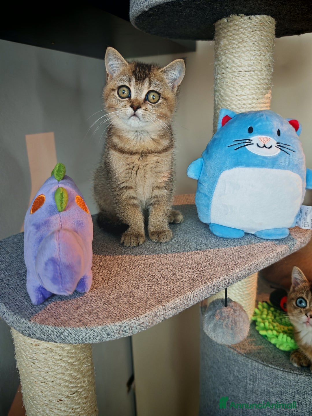 British gatti in vendita: British - Annuncio 12