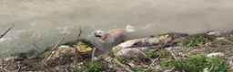 Labrador cani per accoppiamento: Labrador maschio per accoppiamento - Annuncio 20