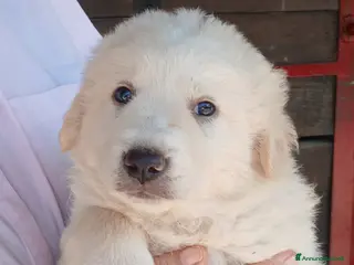 Meticcio cani SANSA CUCC. MAREMMANO CERCA LA SUA MAMMA - Annuncio 8