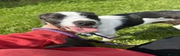Meticcio cani in regalo: Adidas, simpatica come il suo nome - Annuncio 6