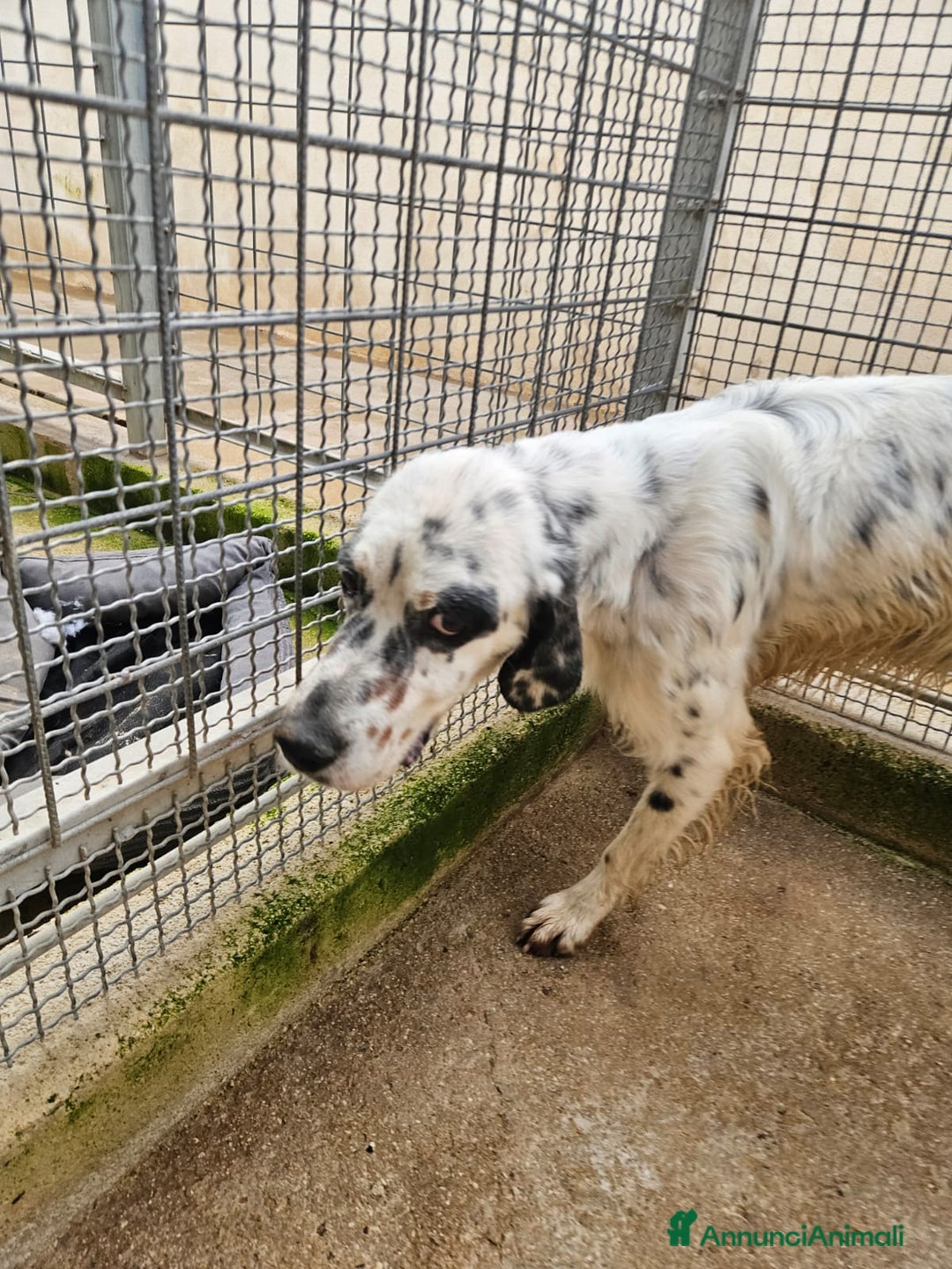 Setter Inglese cani in regalo: Zeus: giovane setter socievole equilibrato  - Annuncio 9