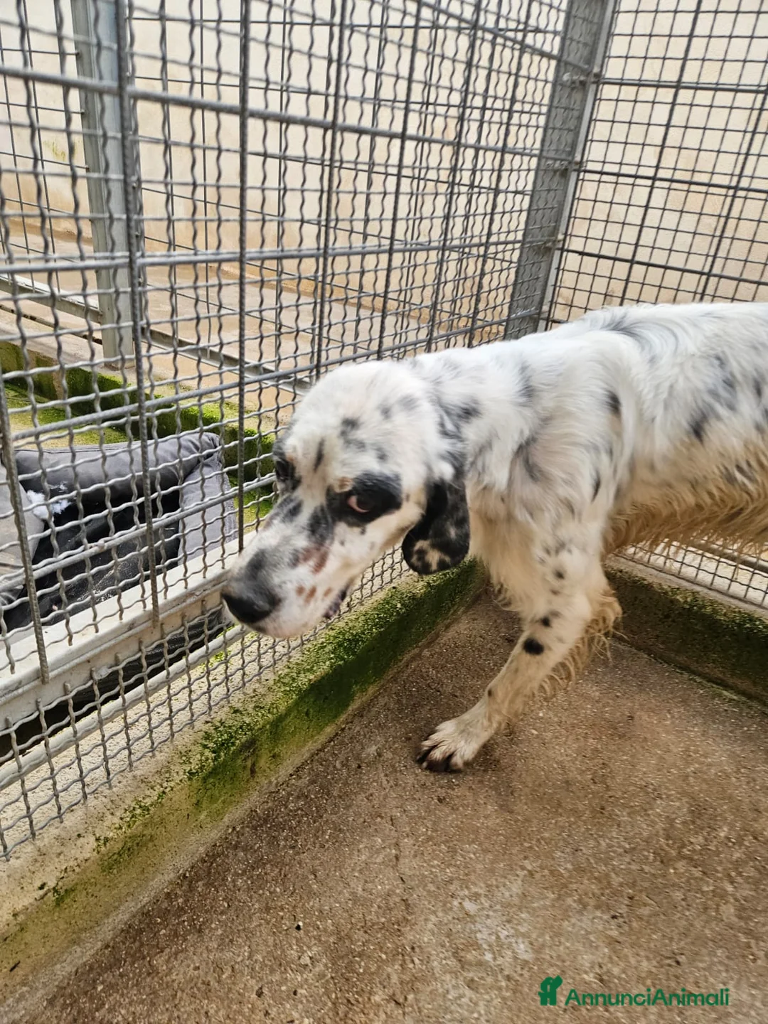 Setter Inglese cani in regalo: Zeus: giovane setter socievole equilibrato  - Annuncio 10