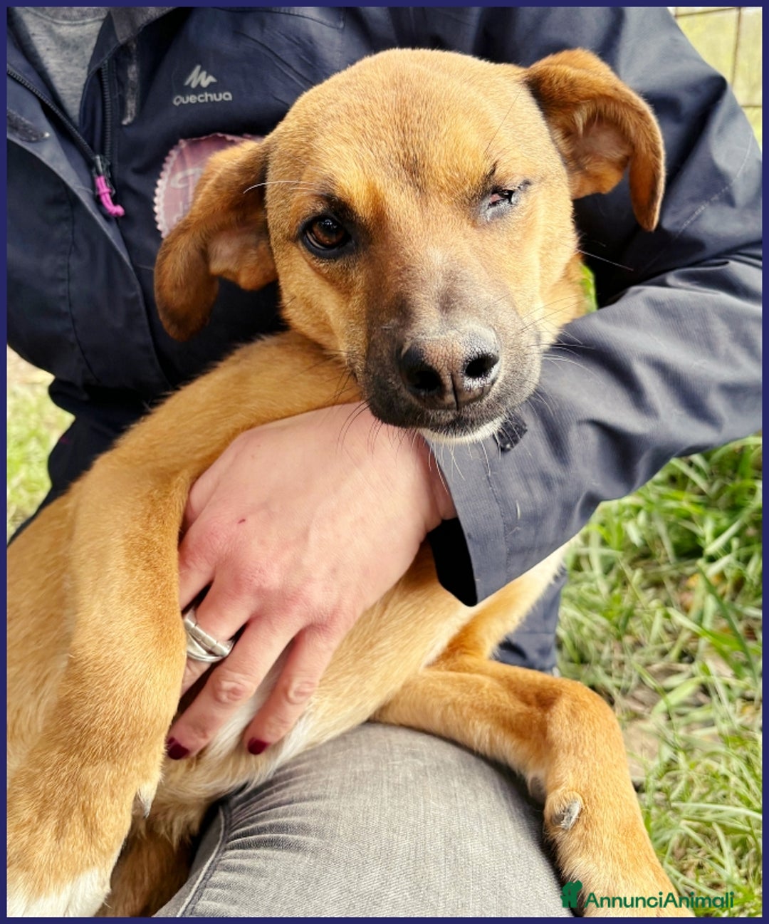 Meticcio cani in regalo: GUE' PEQUENO, 2 ANNI, POCO PIU' DI 10 KG, UN TENER a Città metropolitana di Milano - Annuncio 9