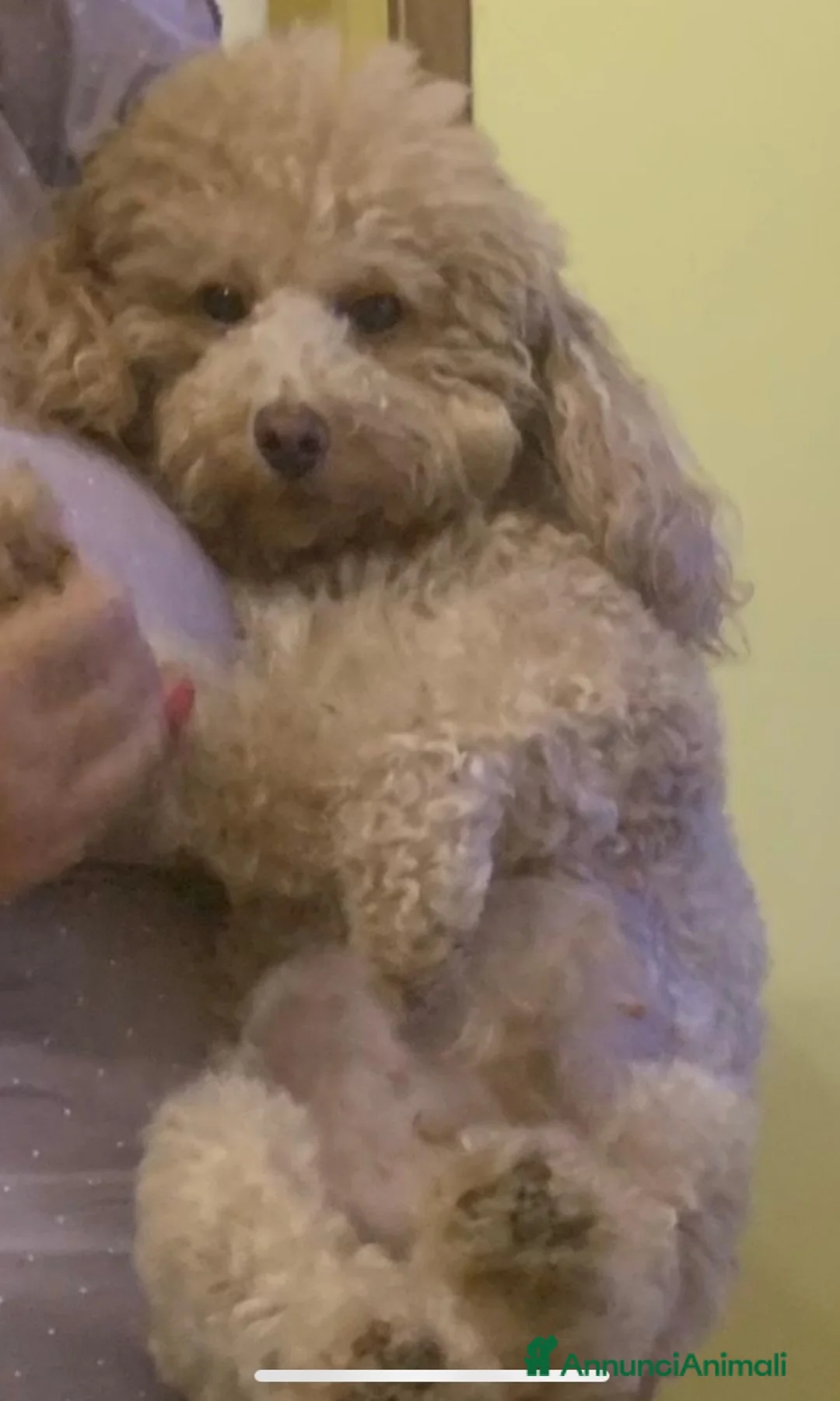 Barboncino Toy cani in vendita: vendita cucciole di barboncino toy  a Città Metropolitana di Napoli - Annuncio 11
