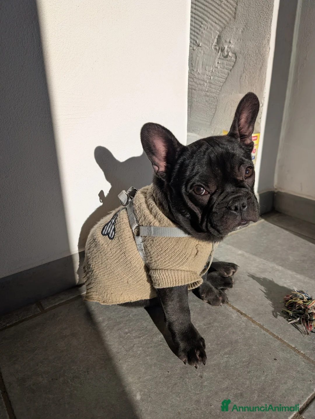 Bulldog Francese cani in vendita: Ted cerca casa  - Annuncio 4