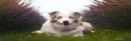 Australian Shepherd cani in vendita: Cuccioli pastore australiano  a Provincia di Padova - Annuncio 13