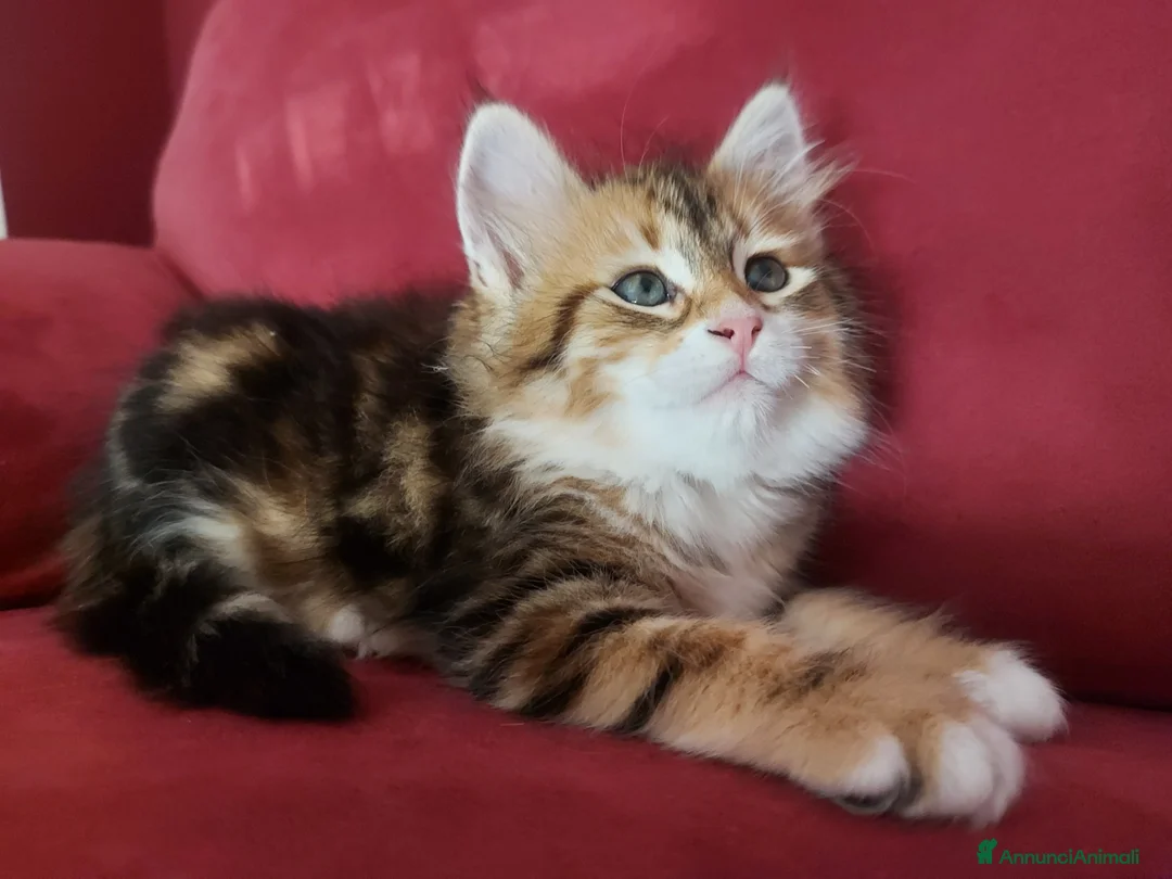 Siberiano gatti in vendita: Cucciolo Siberiano Certificato  - Annuncio 2
