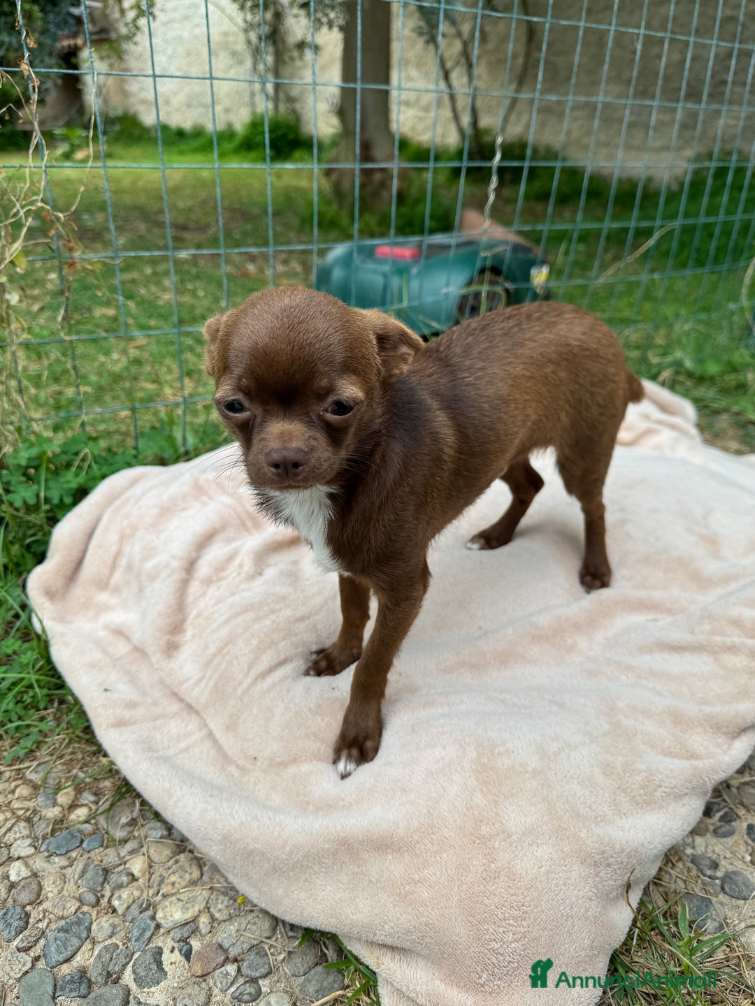 Chihuahua cani in vendita: Chihuahua maschio con pedigree Enci - Annuncio 5