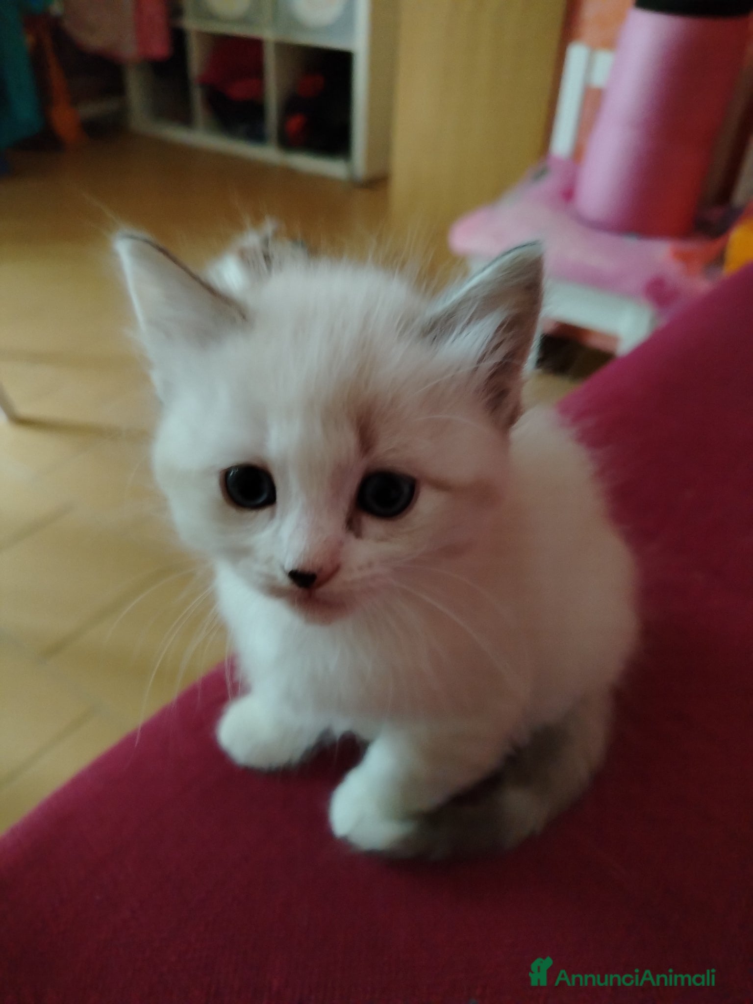 Thai gatti Simil magic Thai  - Annuncio 5