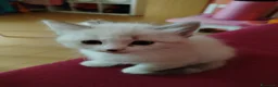 Thai gatti in vendita: Simil magic Thai  a Provincia di Como - Annuncio 1