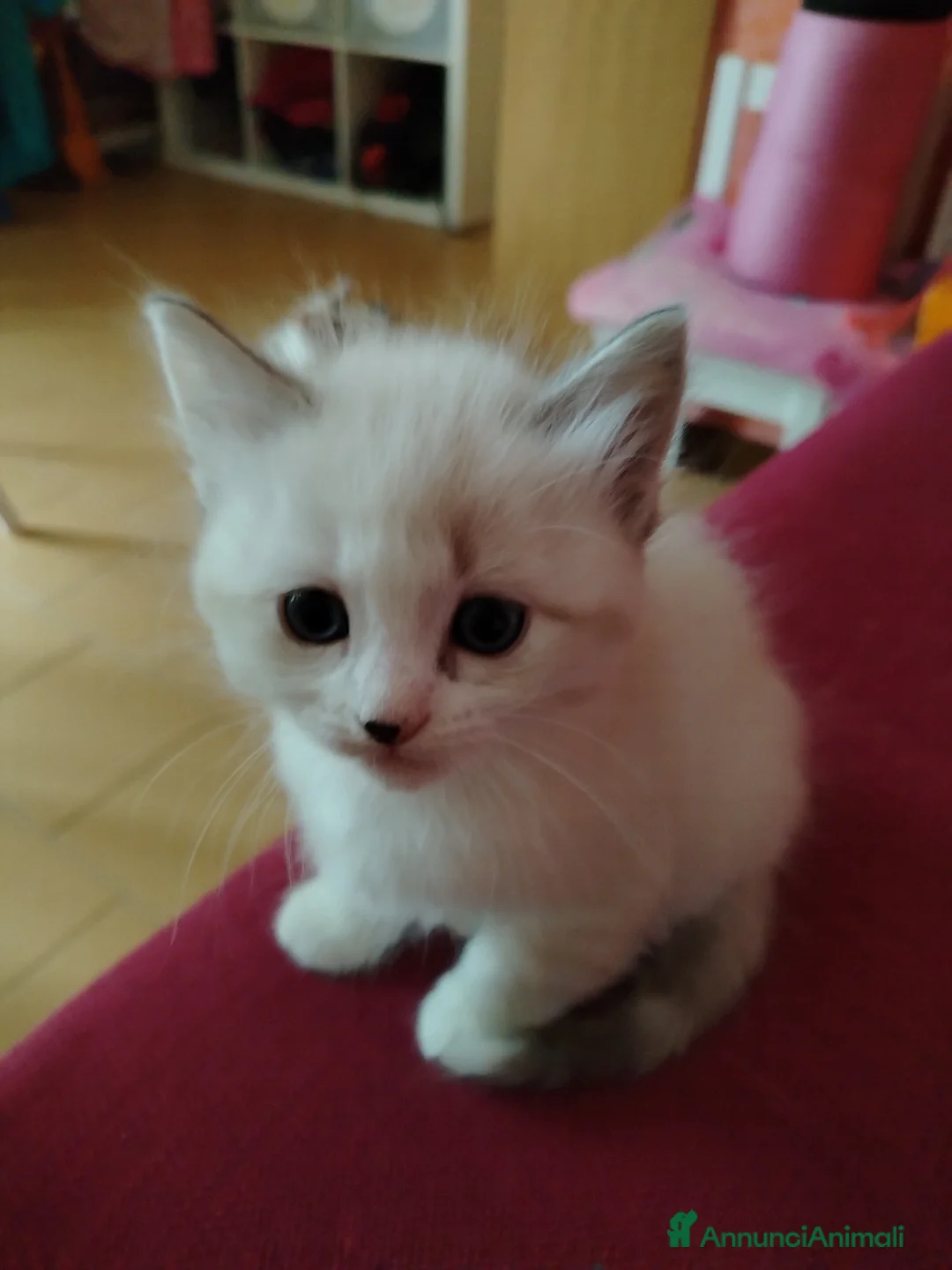 Thai gatti in vendita: Simil magic Thai  a Provincia di Como - Annuncio 1