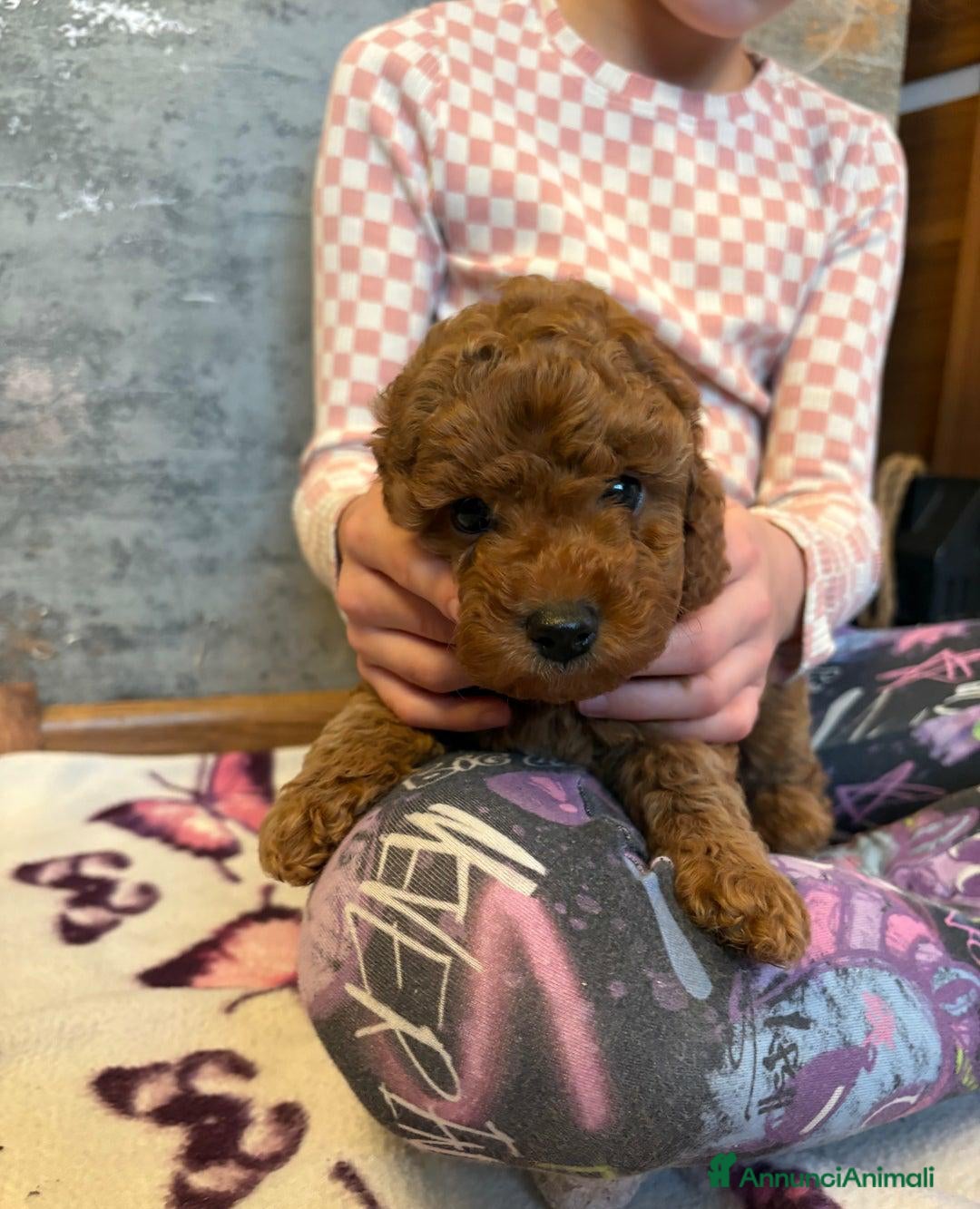 Cockapoo cani in vendita: Cuccioli di Cockapoo F2b disponibili - Annuncio 29