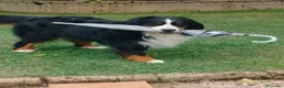 Bovaro del Bernese cani per accoppiamento: Ciao sono Aron - Annuncio 3