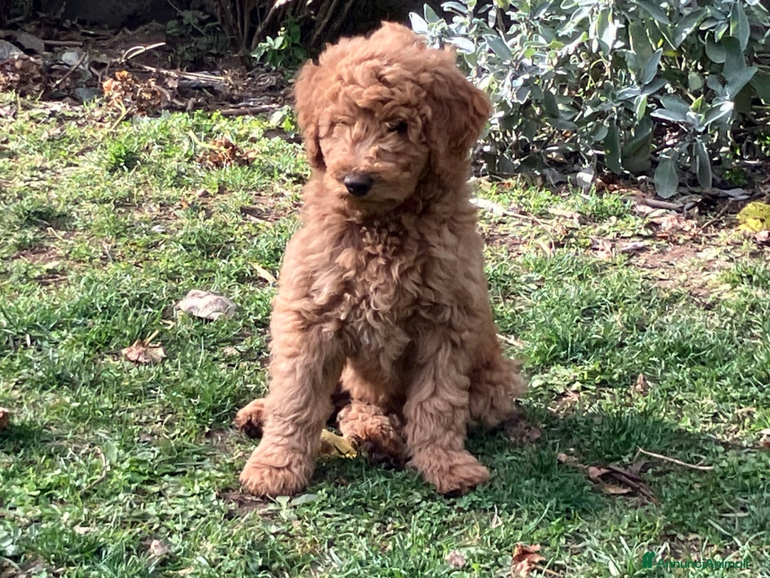 Barbone cani in vendita: Barbone grande mole - Annuncio 5