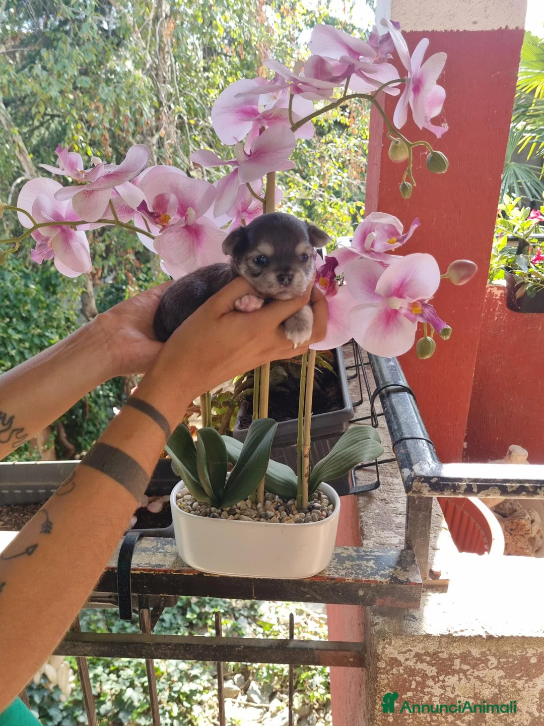 Chihuahua cani in vendita: Cuccioli di chihuahua toy  - Annuncio 5