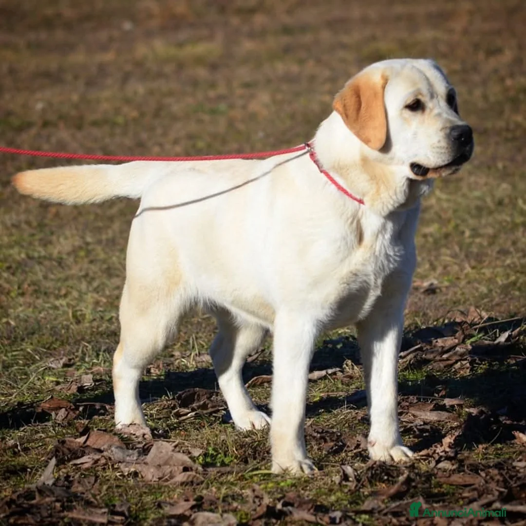 Labrador cani in vendita: Labrador retriever - pedigree Enci con affisso - Annuncio 5