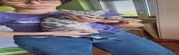 Europeo gatti in regalo: Sakura una dolcezza tigrata - Annuncio 6