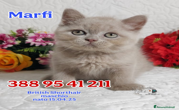 British gatti a Provincia di Pavia - Annuncio 5