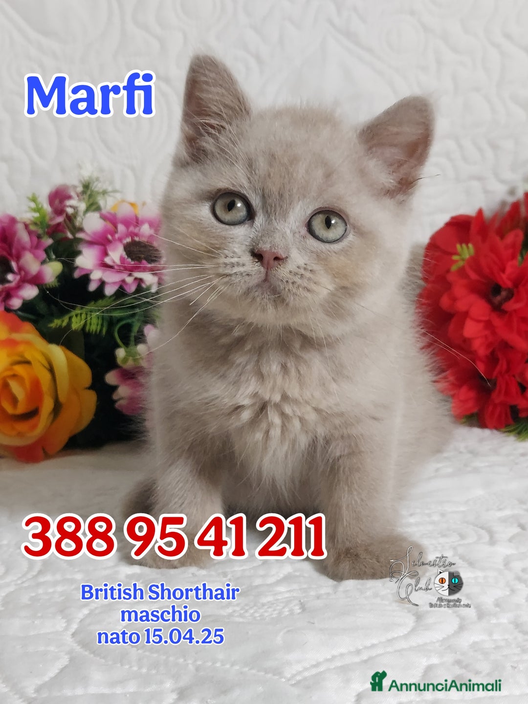 British gatti in vendita: British Shorthair maschietti  a Provincia di Pavia - Immagine 1