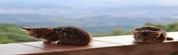 Bengala gatti in vendita: Cuccioli Bengala a Provincia di Cosenza - Annuncio 14