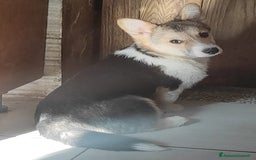 Corgi Pembroke cani in vendita: Corgi Pembroke  a Provincia di Pavia - Immagine 2