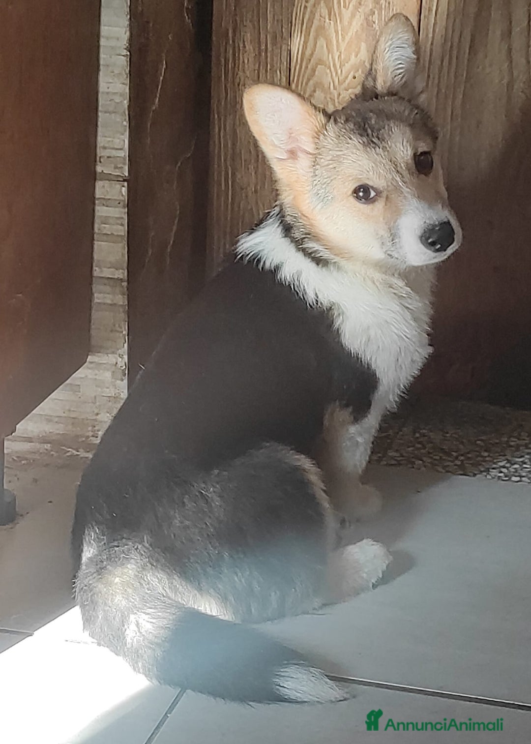 Corgi Pembroke cani in vendita: Corgi Pembroke  a Provincia di Pavia - Immagine 2
