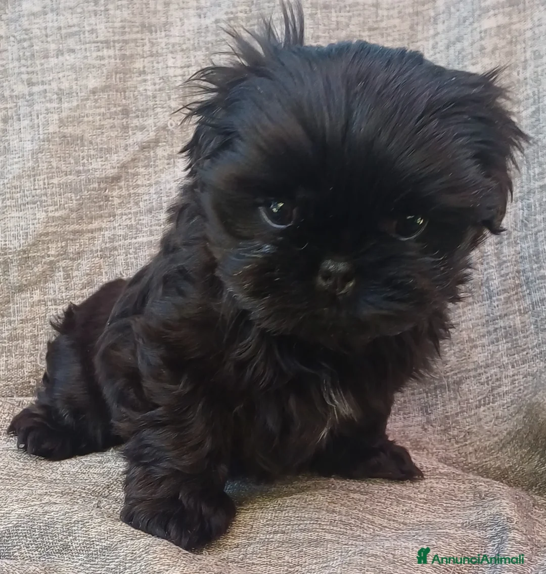 Shih Tzu cani in vendita: Cucciolo shih-tzu shitzu shihtzu con pedigree  - Annuncio 4