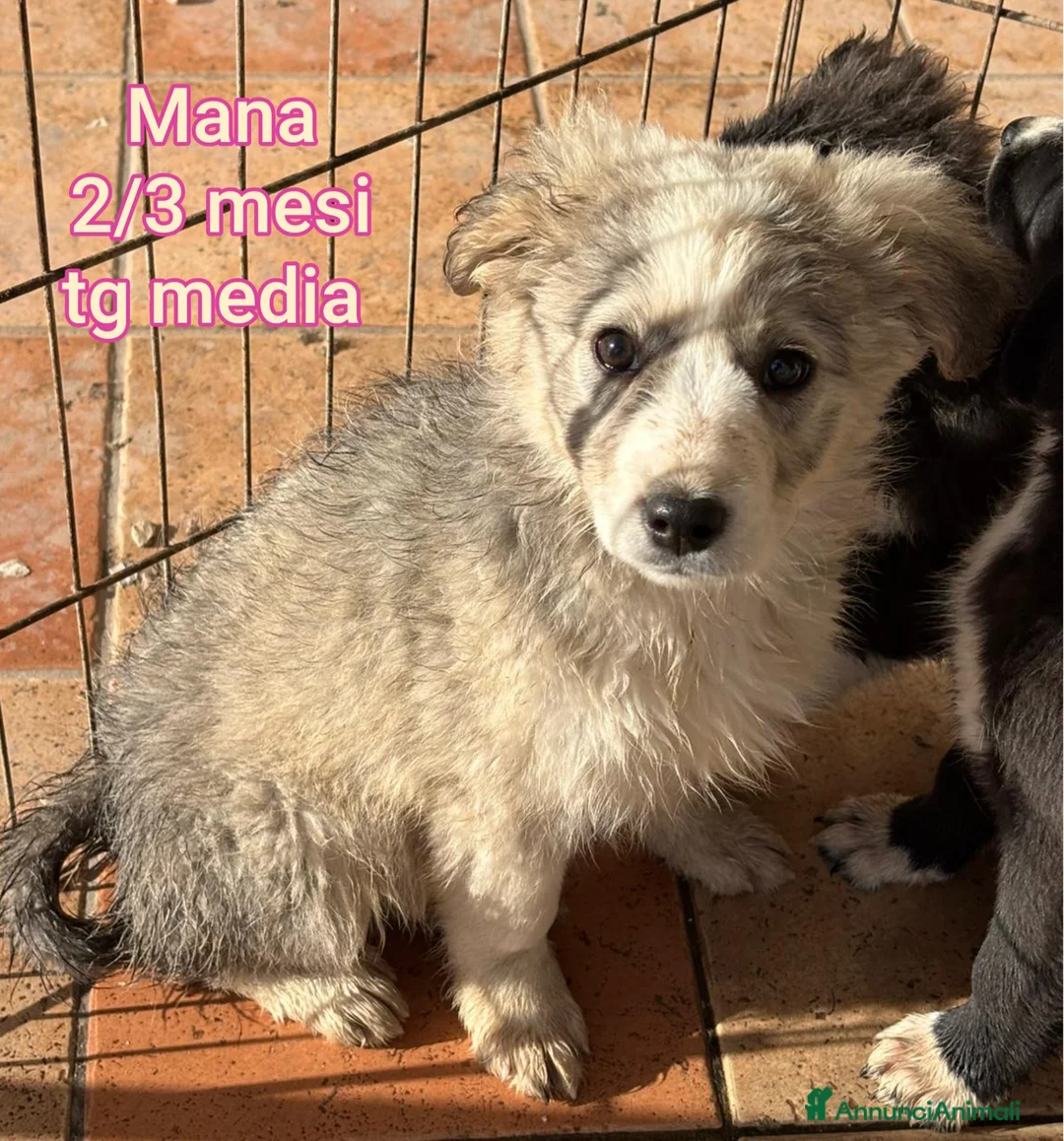 Meticcio cani in regalo: CUCCIOLI BISOGNOSI IN CERCA D'AMORE  - Annuncio 3