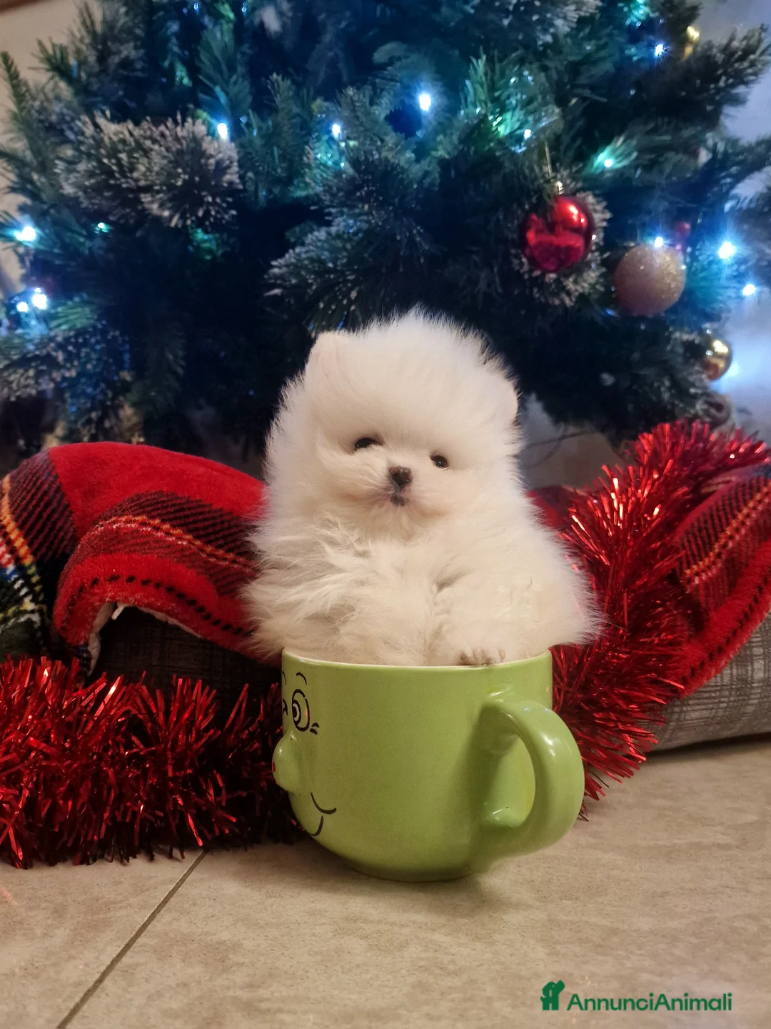 Spitz cani in vendita: Spitz di Pomerania / Volpino tedesco nano - Annuncio 1