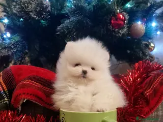 Spitz cani Spitz di Pomerania / Volpino tedesco nano - Annuncio 36